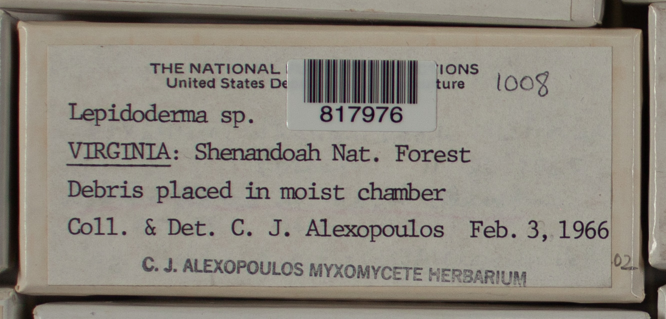 Lepidoderma thumbnail